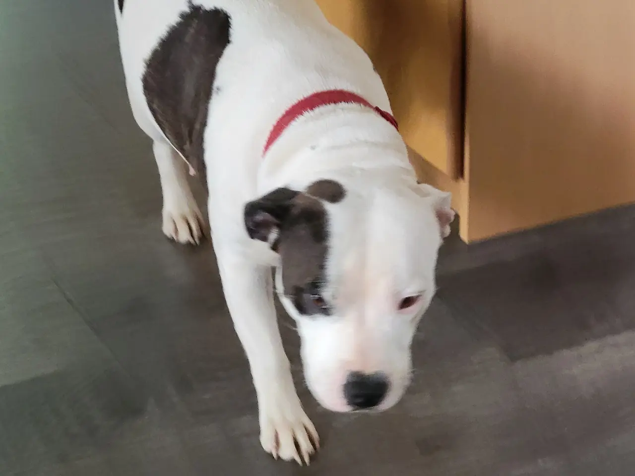 Billede 13 - Staffordshire Bull Terrier hvalpe