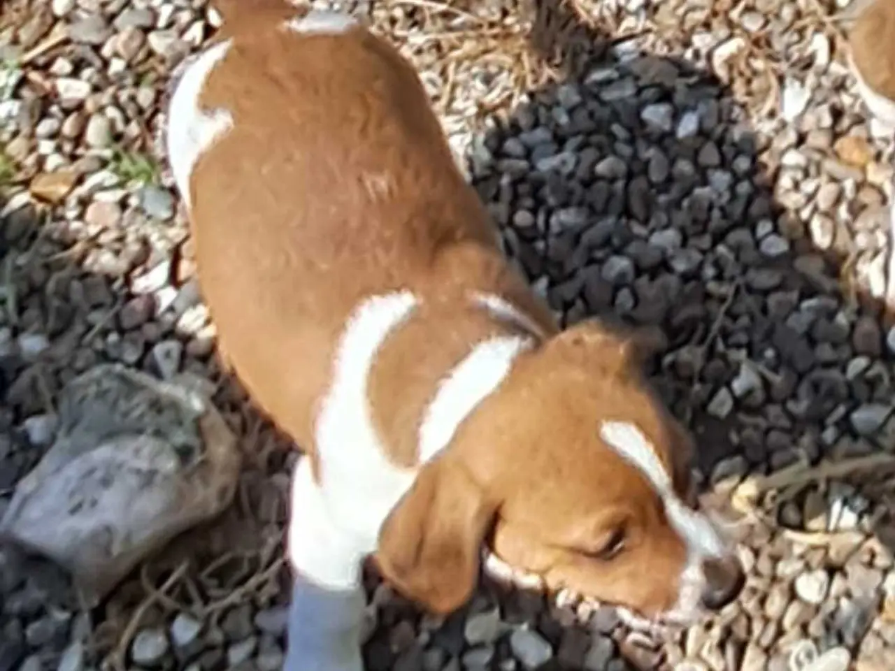 Billede 5 - Dansk svensk gårdhund hvalper