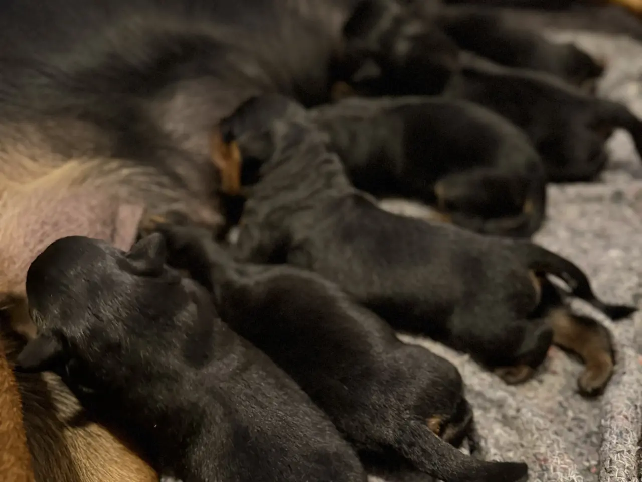 Billede 5 - Rottweiler hvalpe 🐶