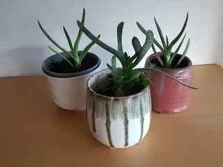 Kaktus