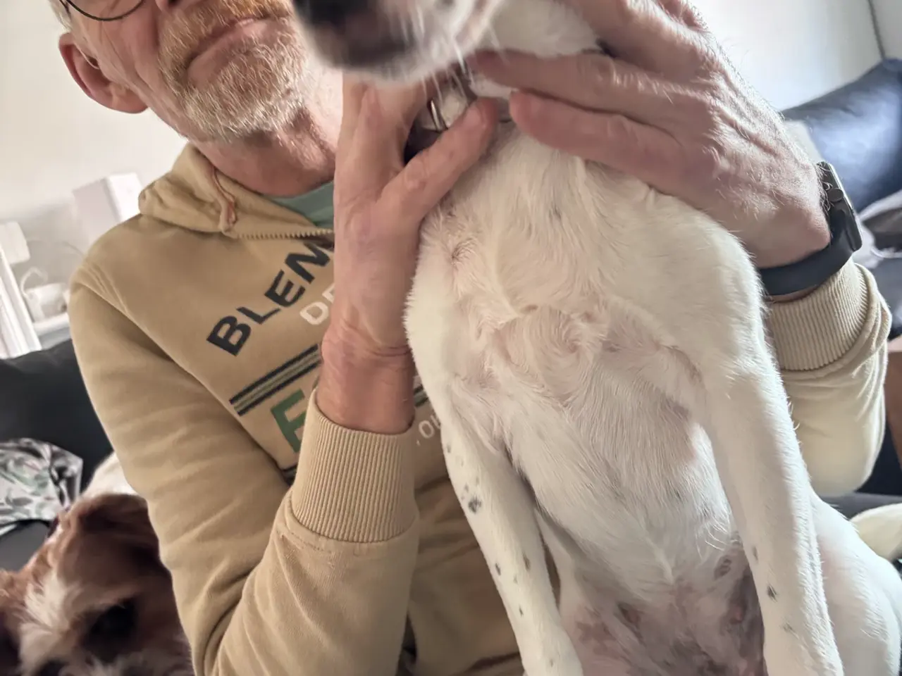 Billede 1 - Luna sover sit nye kærlige hjem 