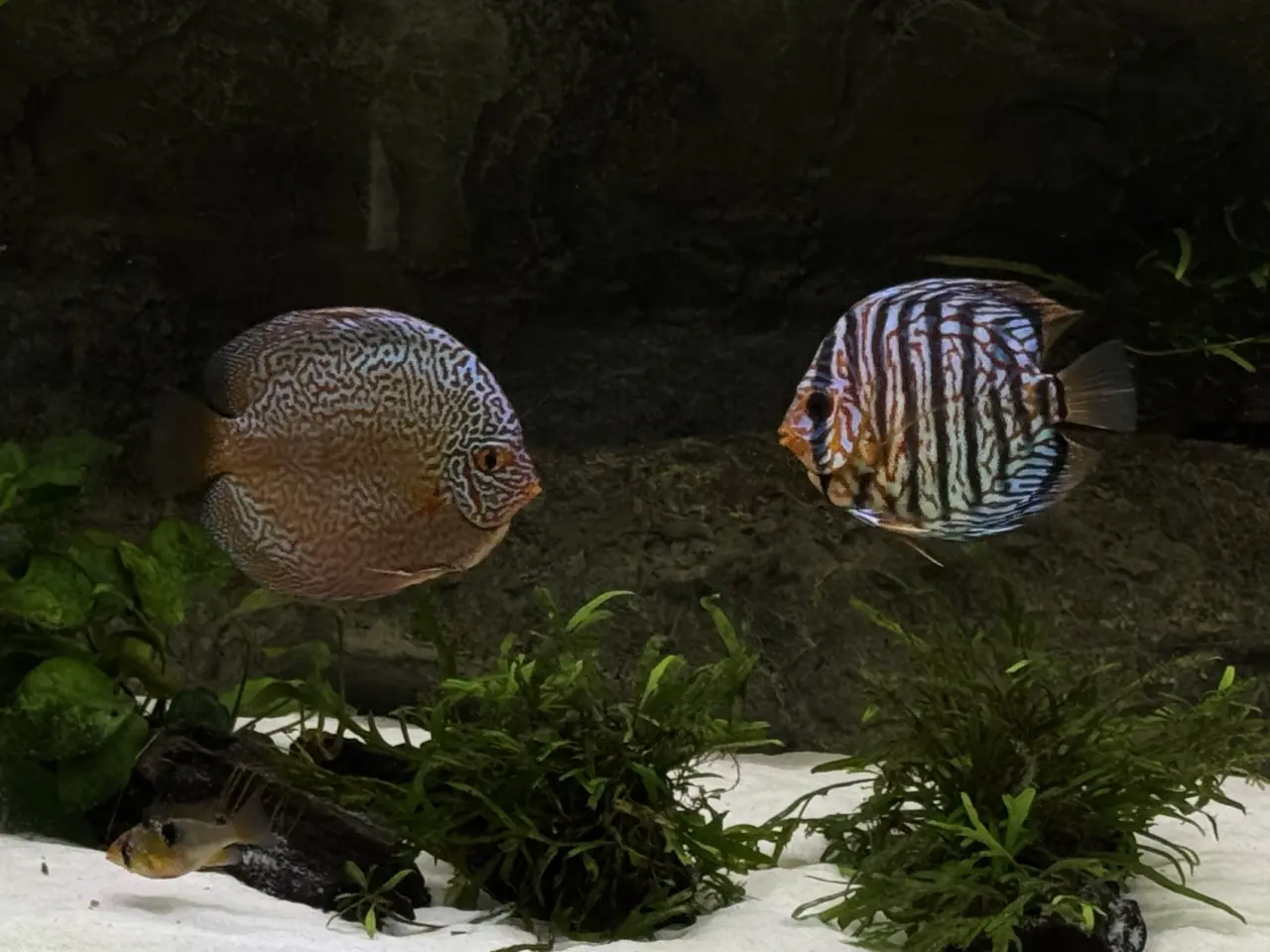 Billede 2 - Discus