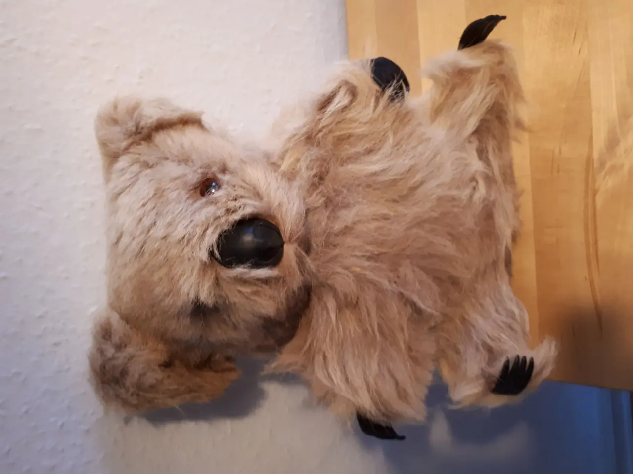 Billede 1 - Aussie koala