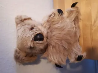 Aussie koala