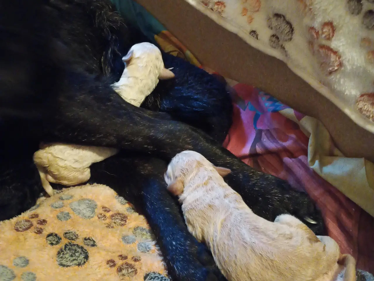 Billede 6 - 1. gen. labradoodle