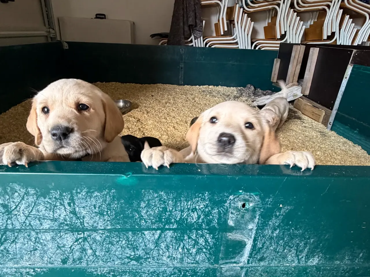 Billede 2 - Labrador Hundehvalpe 2 stk tilbage