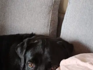 Fantastisk hanhund 