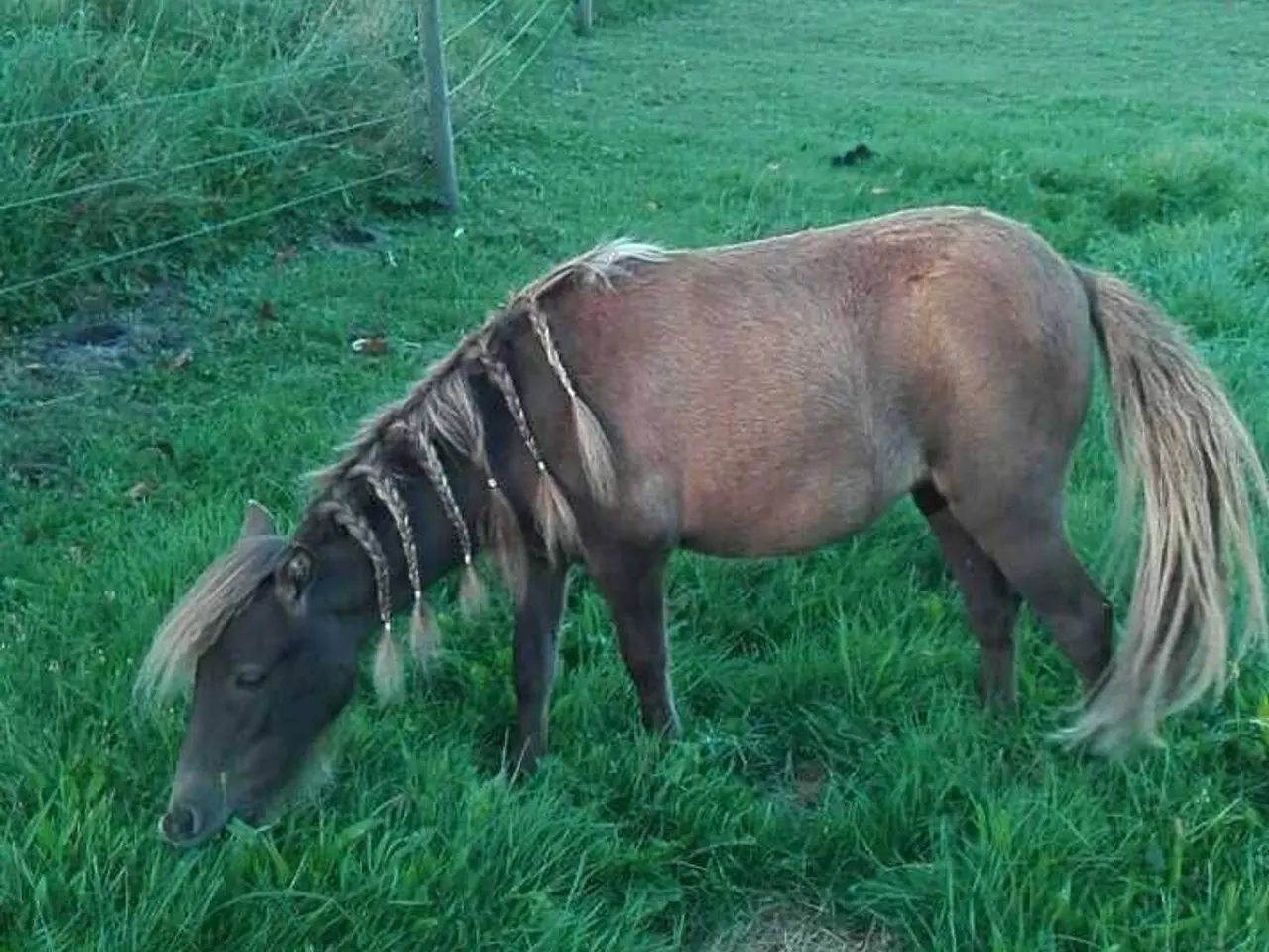 Billede 2 - Smukkeste miniature shetlandspony