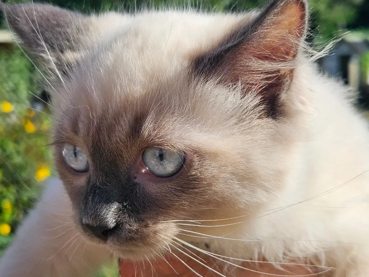 Billede 7 - Killinger Ragdoll / Hellig Birma.