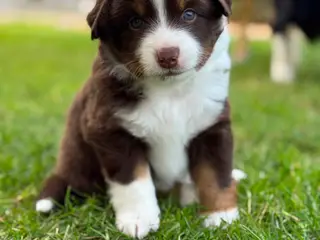 Miniature American Shepherd hvalpe
