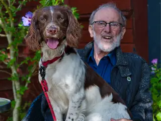 Ft springer spaniel 