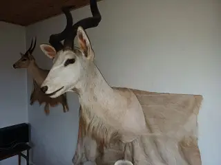Skuldermonteret Kudu med backskin