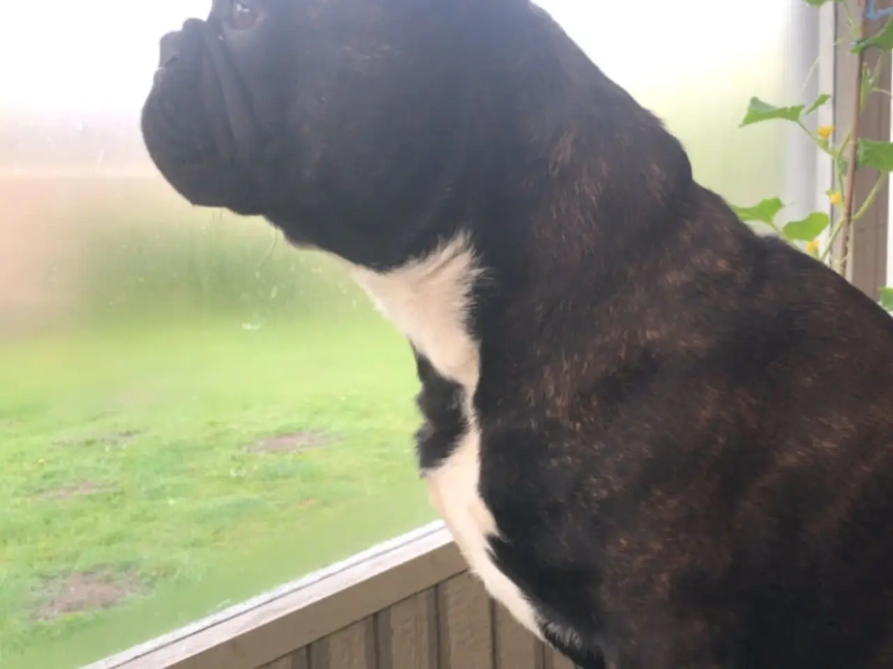 Billede 5 - Fransk bulldog parring