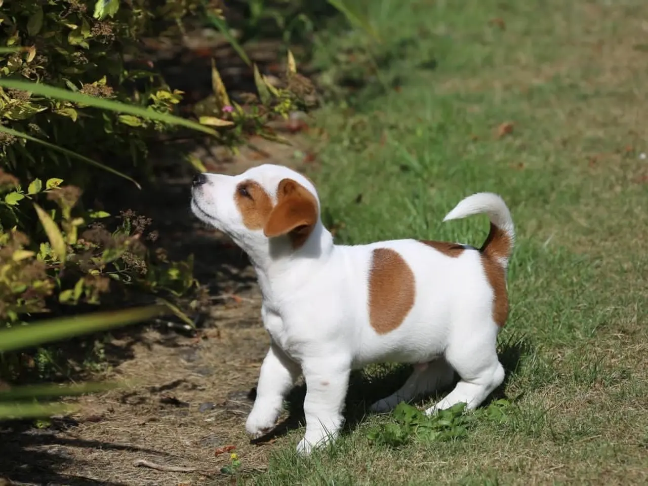 Billede 7 - DKK Jack Russell hvalpe – 1 han tilbage "Birk"