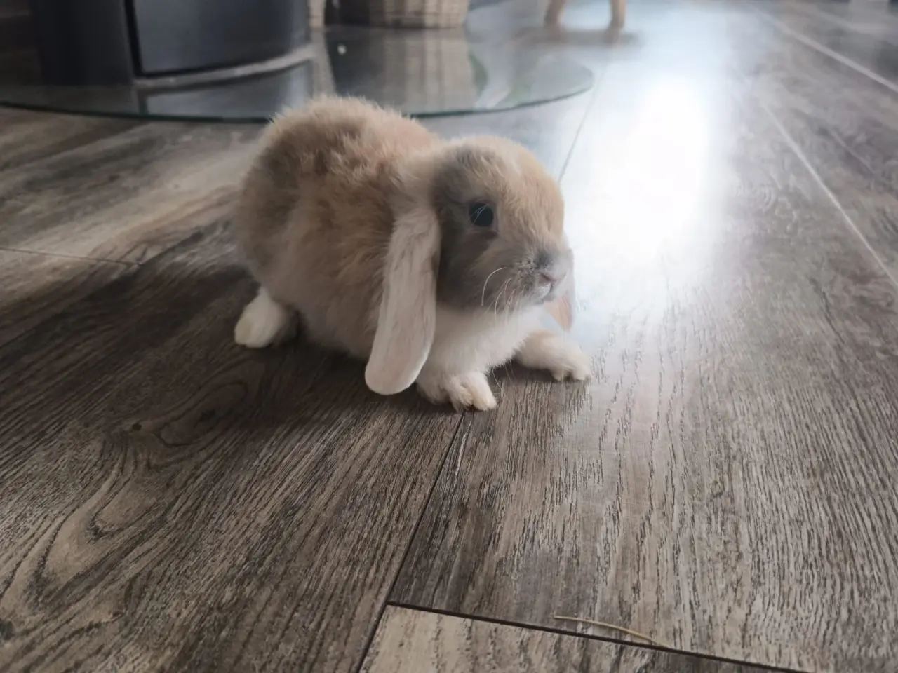 Billede 3 - 2 Sød og kærlig mini lop kaninunge 🐰