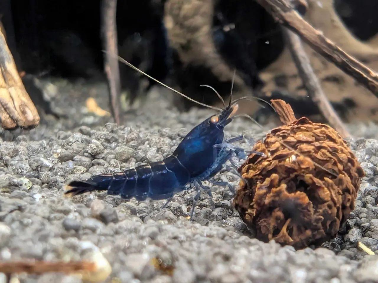 Billede 1 - Caridina Royal Blue Tiger OE reje 