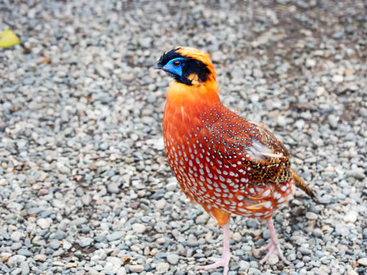 Billede 1 - Temminck's Tragopan