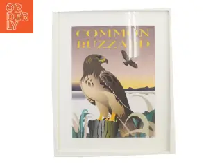 Plakat fra Ping Pong med musvåge.