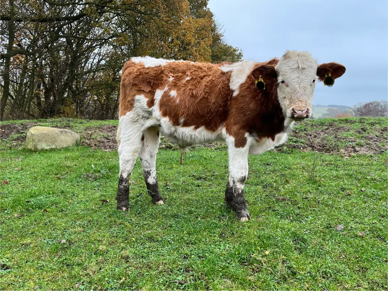 Billede 3 - Simmentaler tyrekalve søger nyt hjem SOLGT
