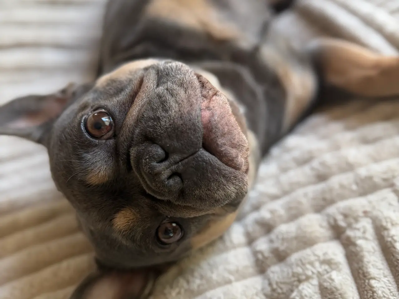 Billede 3 - Fransk bulldog hvalpe 🐶
