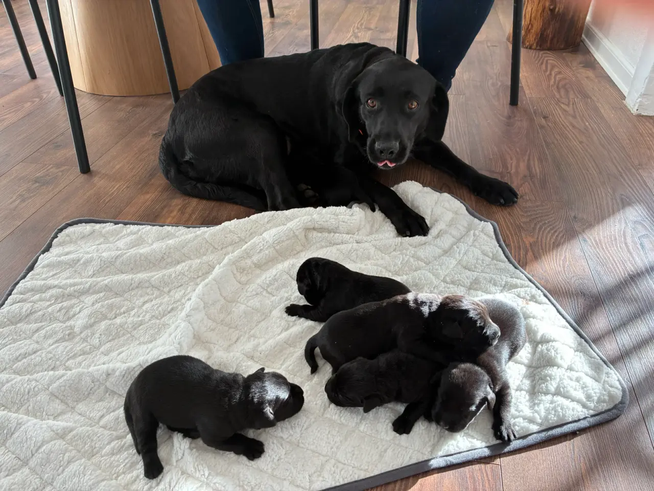 Billede 4 - Labrador hvalpe sælges
