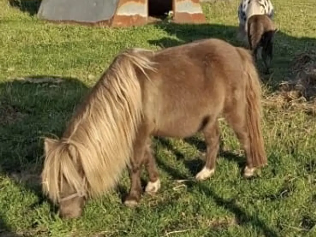 Billede 1 - Smukkeste miniature shetlandspony