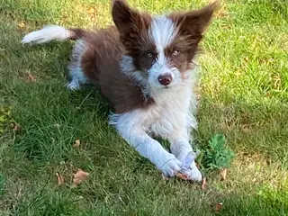 Dejlig familiehund