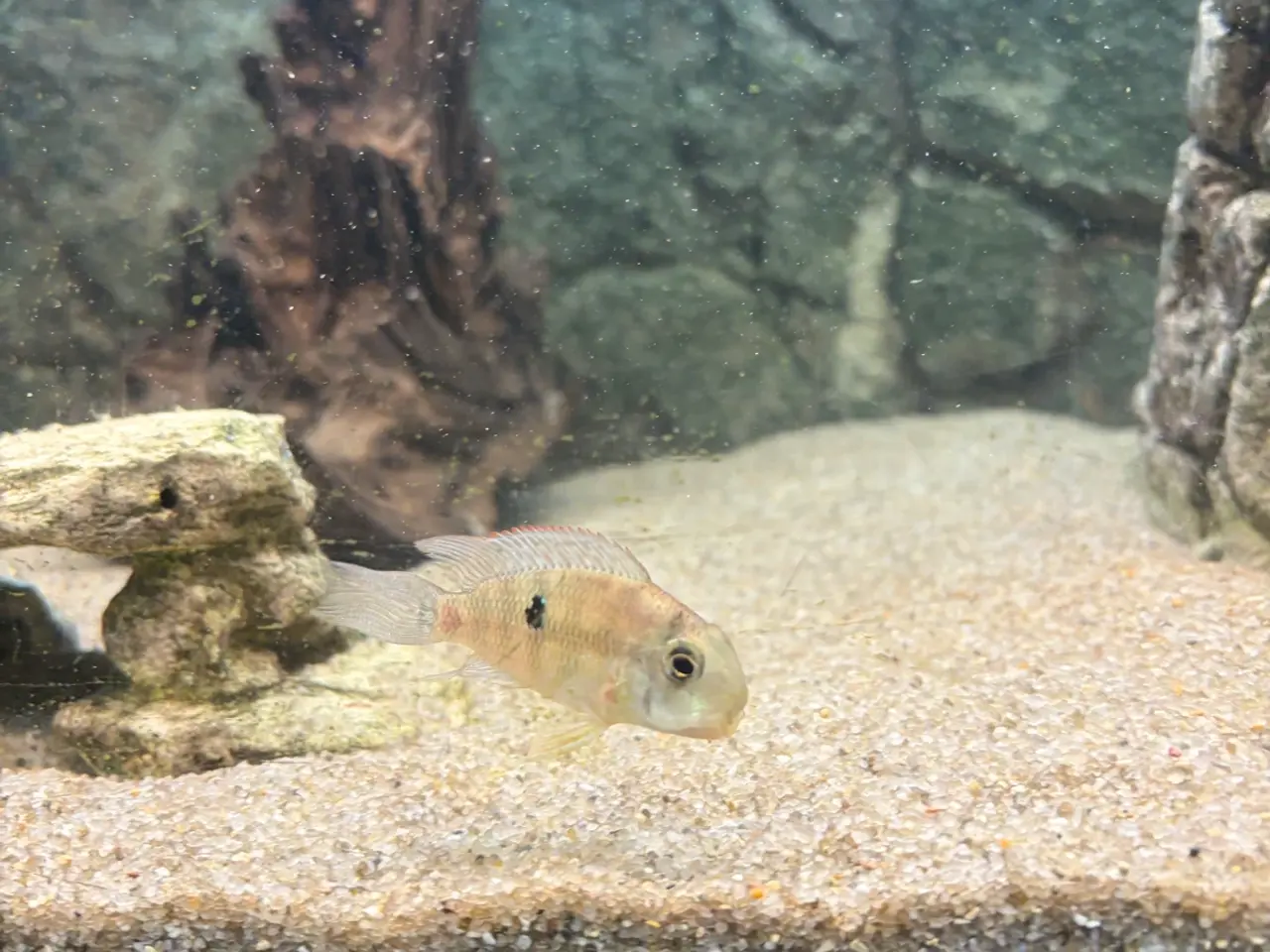 Billede 4 - Geophagus Pellegrini 3. Stk.