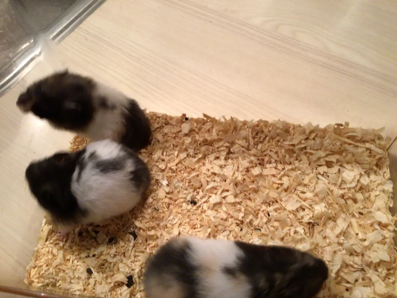 Billede 6 - Guldhamster langhåret