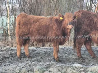 Galloway limousine krydsning tyr kalv.