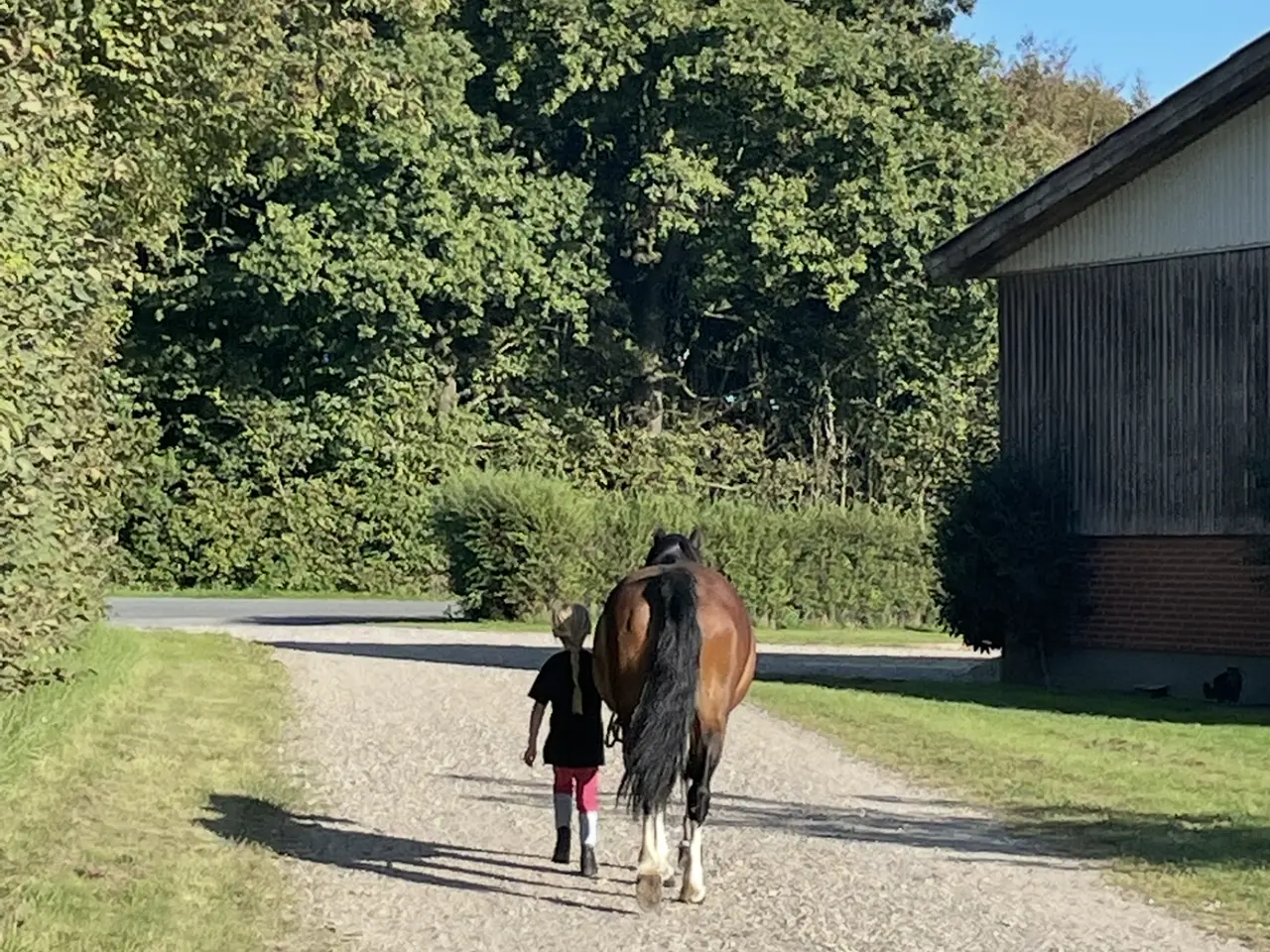 Billede 3 - Billed smuk welsh hoppe