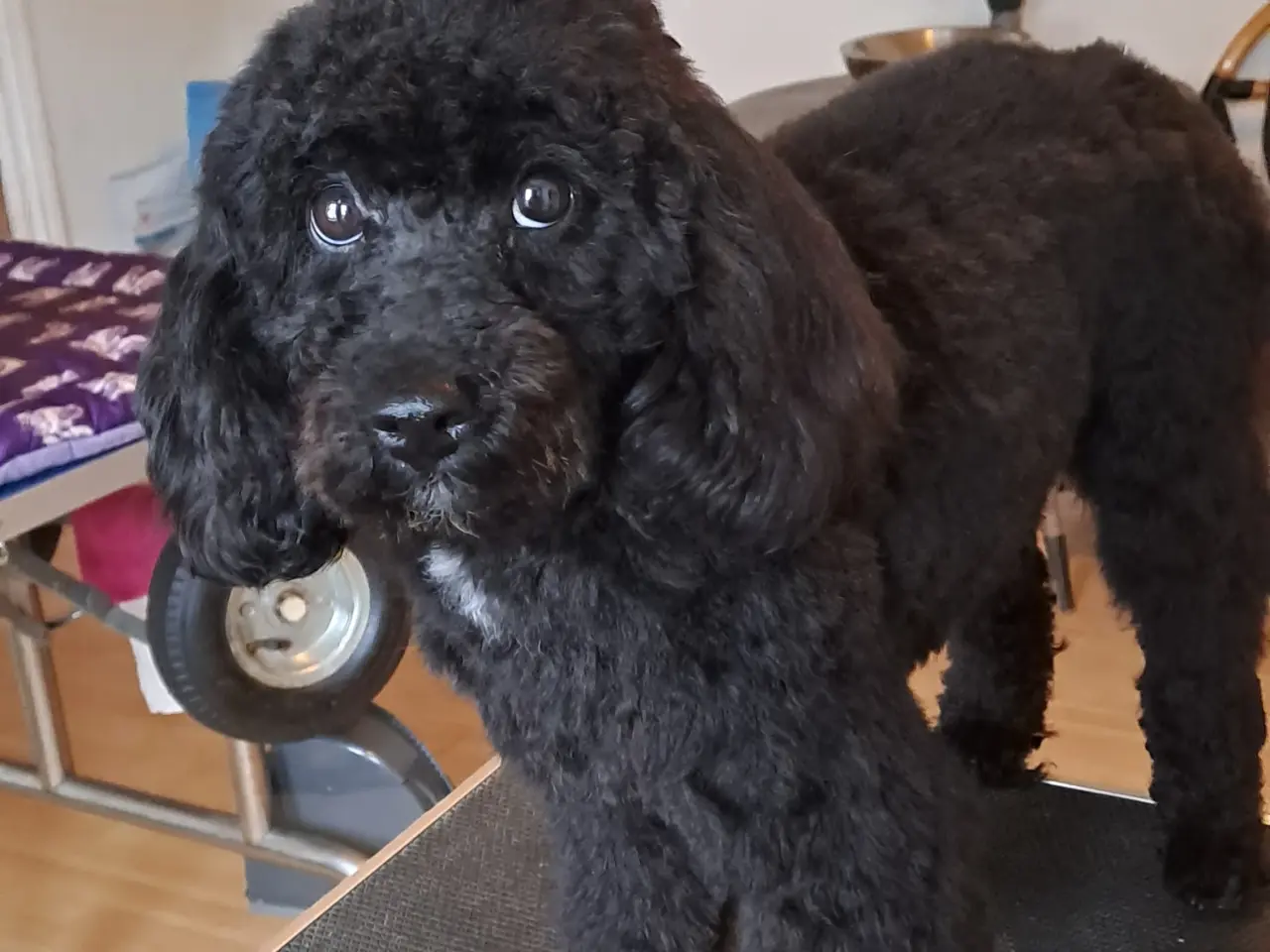 Billede 7 - Hundefrisør/trimming/groomer 