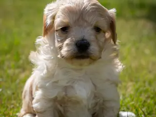 Maltipoo drenge søger nye familier💙 - 5
