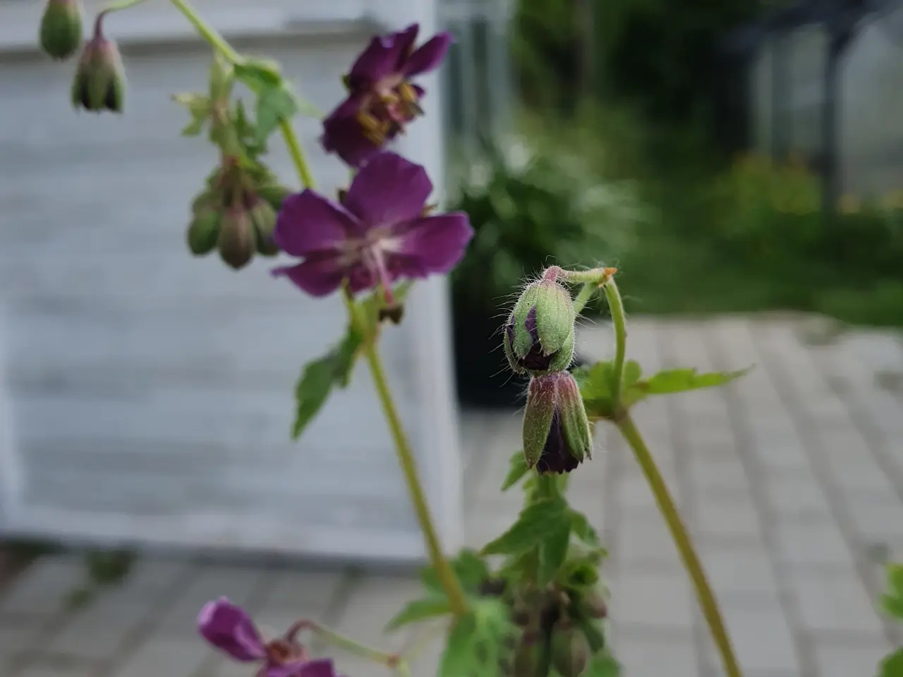 Billede 1 - Forskellige Geranium/Storkenæb