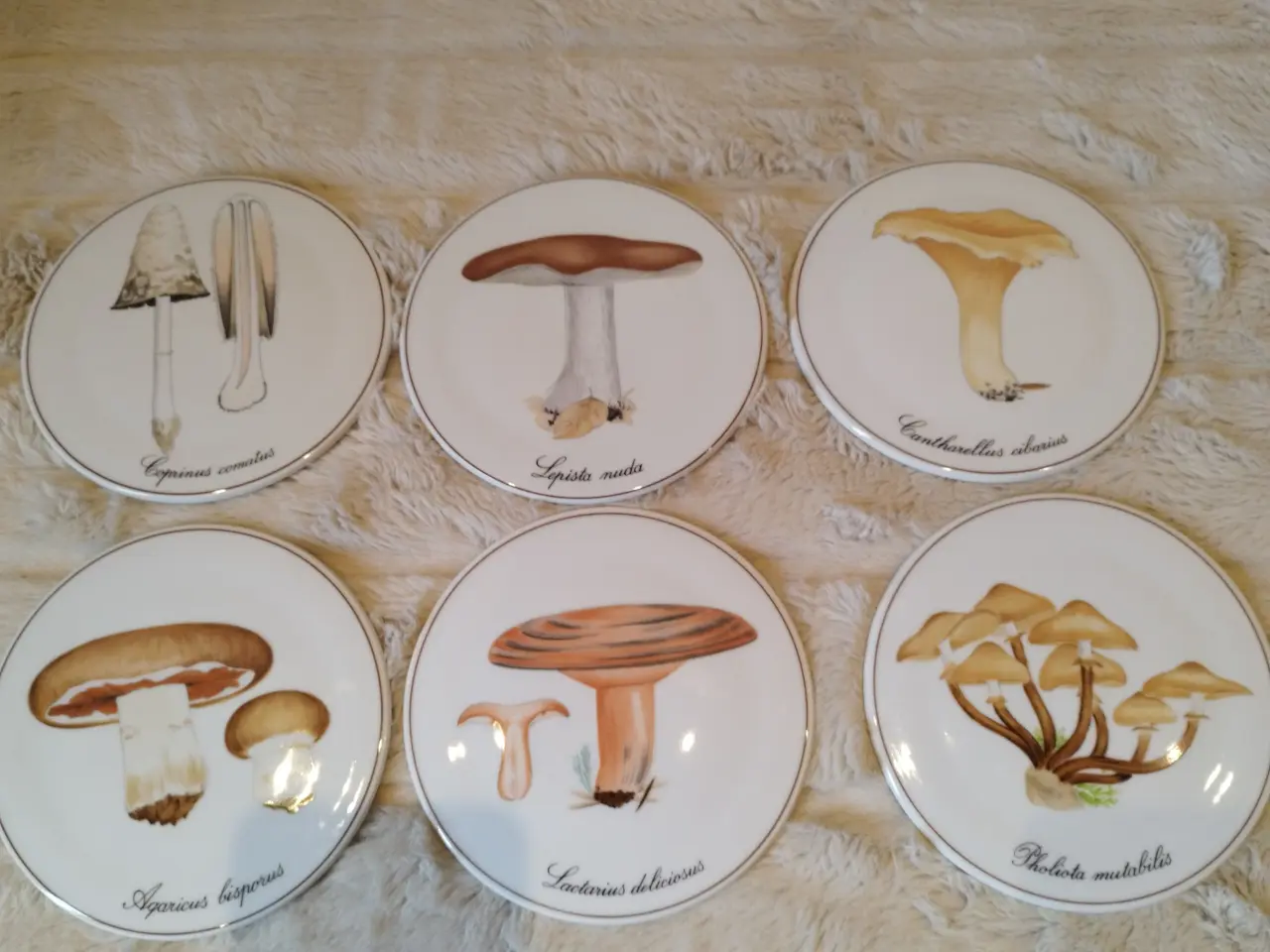 Billede 1 - Platter svampe B&G samlet pris