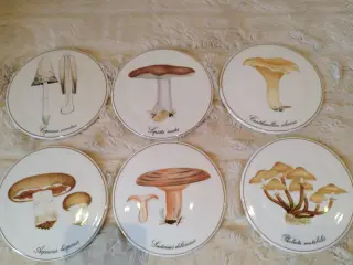 Platter svampe B&G samlet pris