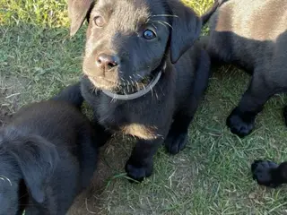 Labrador og Malinois blandning