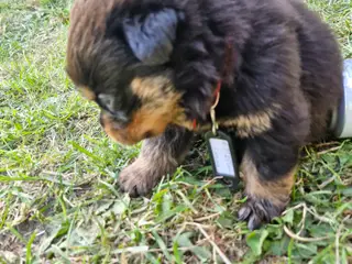 Ægte rottweilerhvalp