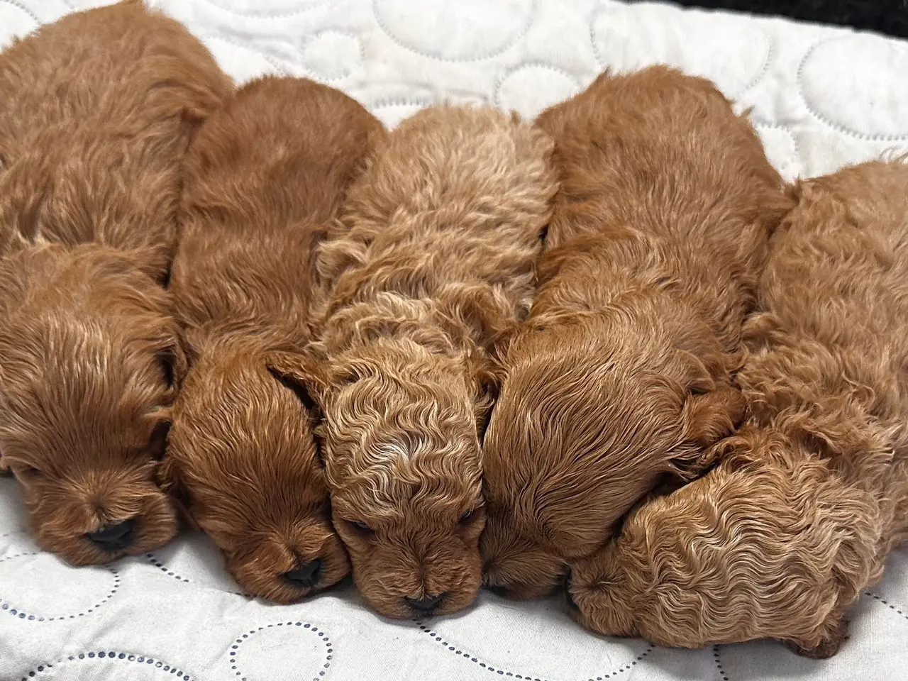 Billede 12 - Cavapoo