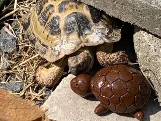 Nyt hjem til din Russiske & Græske landskildpadde