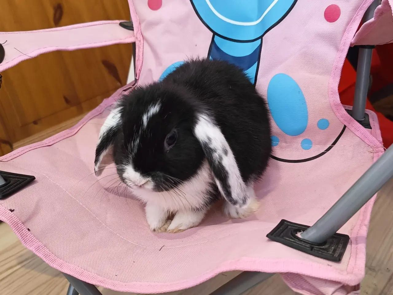 Billede 3 - Sød lille mini lop / dværgvædder kanin🐇🐰