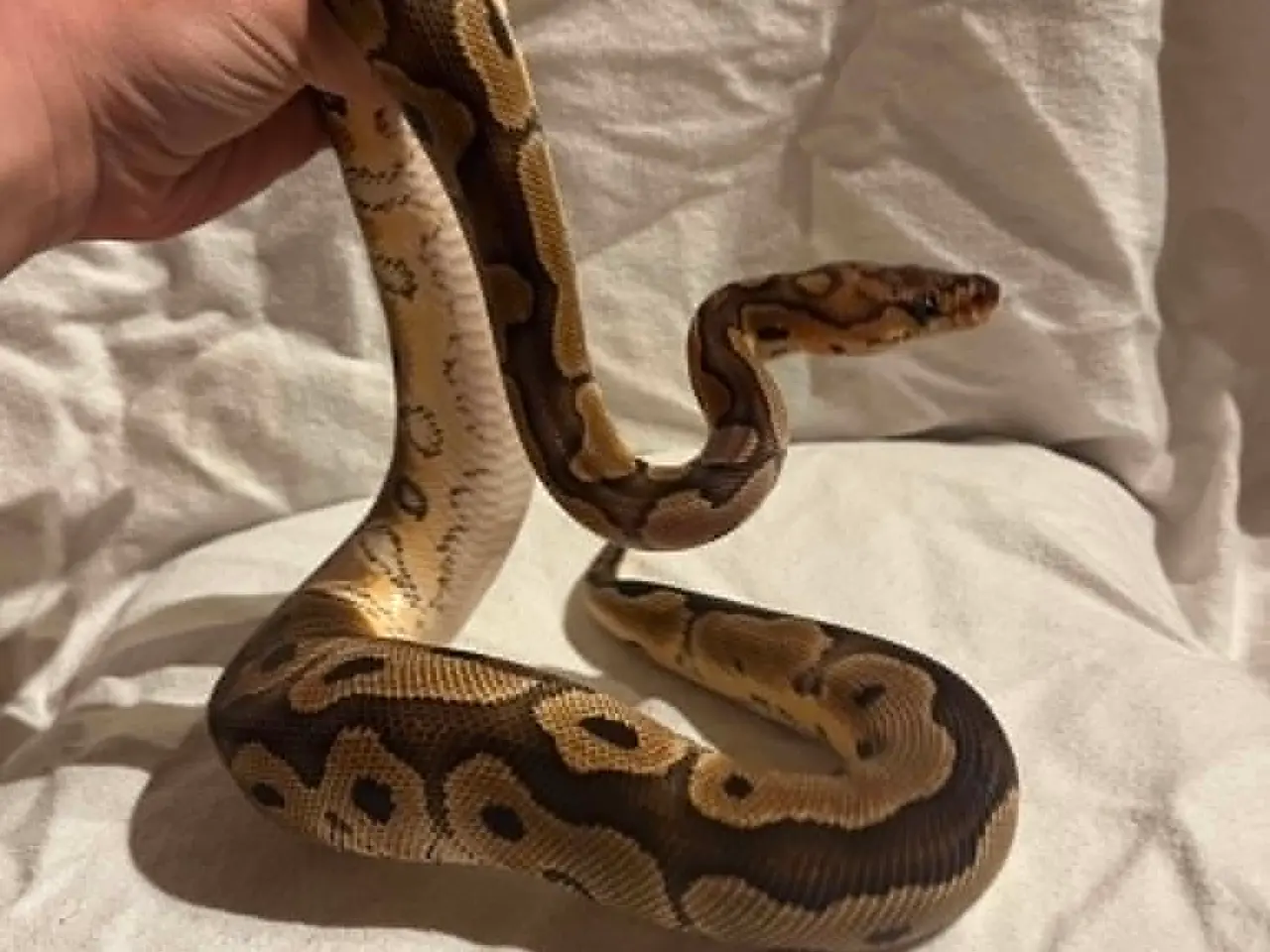 Billede 2 - Kongepython 0,1 Clown