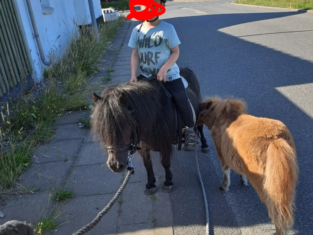 Billede 8 - verdens bedste begynder  Pony 