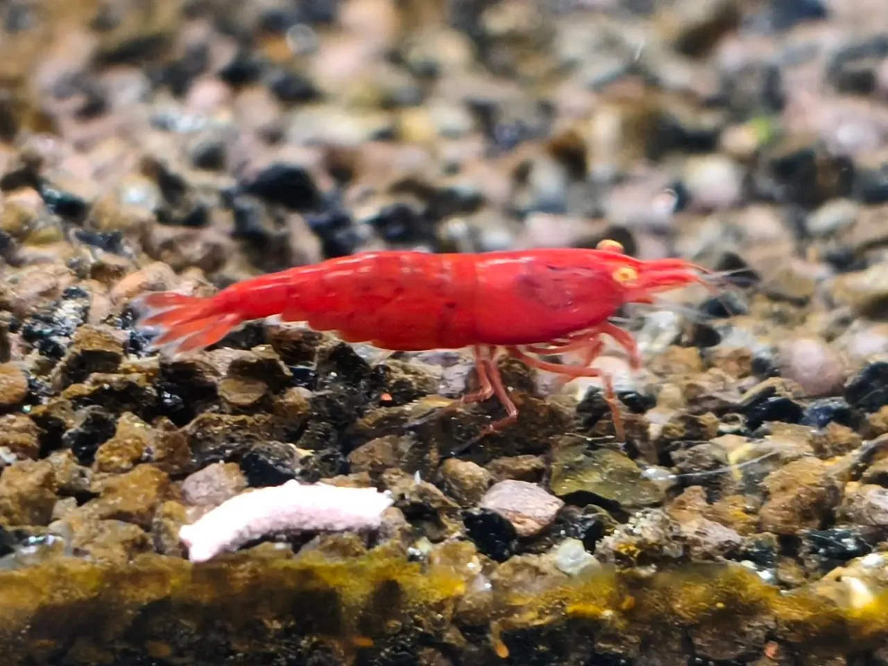 Billede 2 - Red Demon Bloody Mary Orange Eye (OE) 🦐
