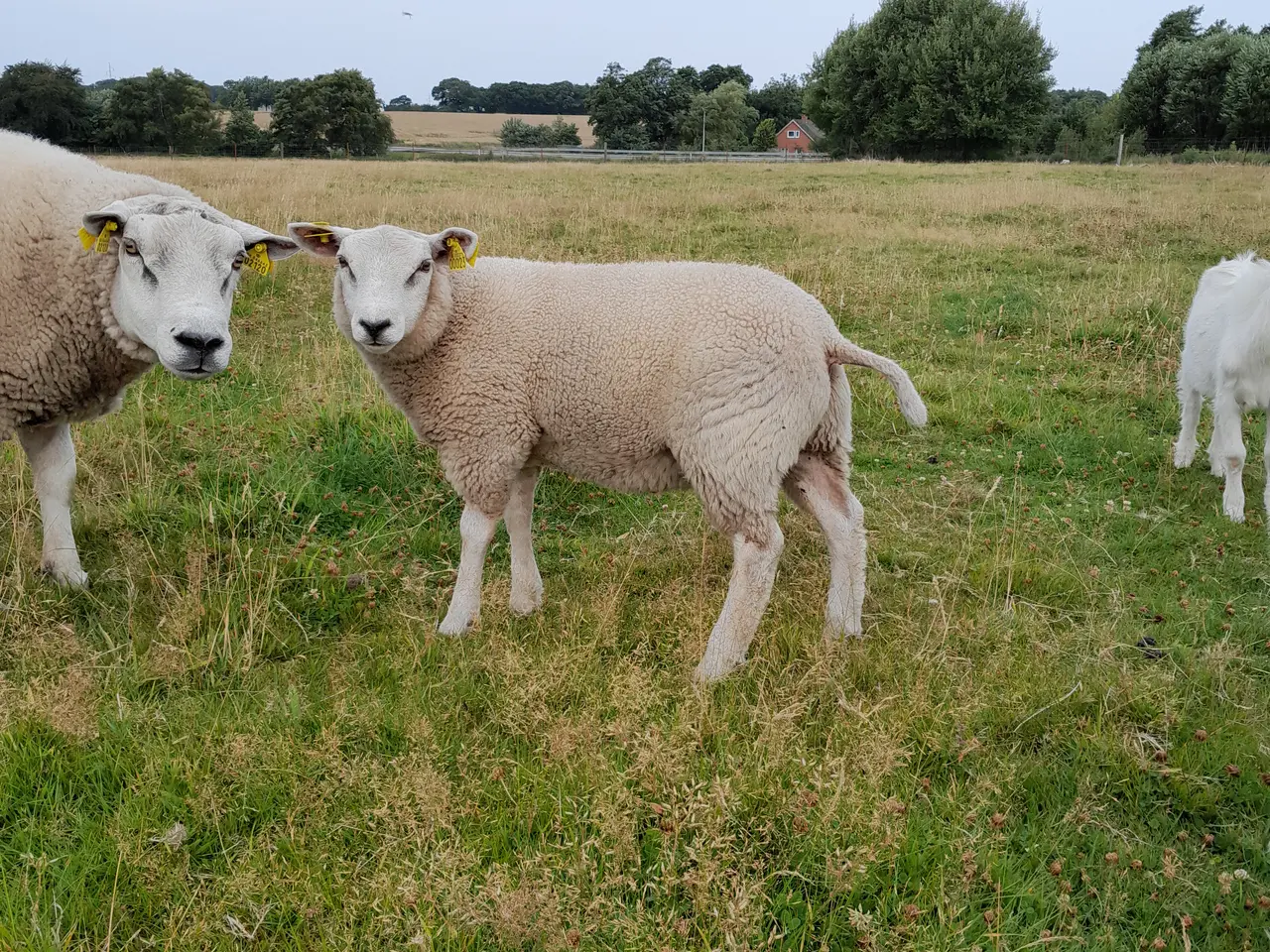 Billede 1 - Texel vædder