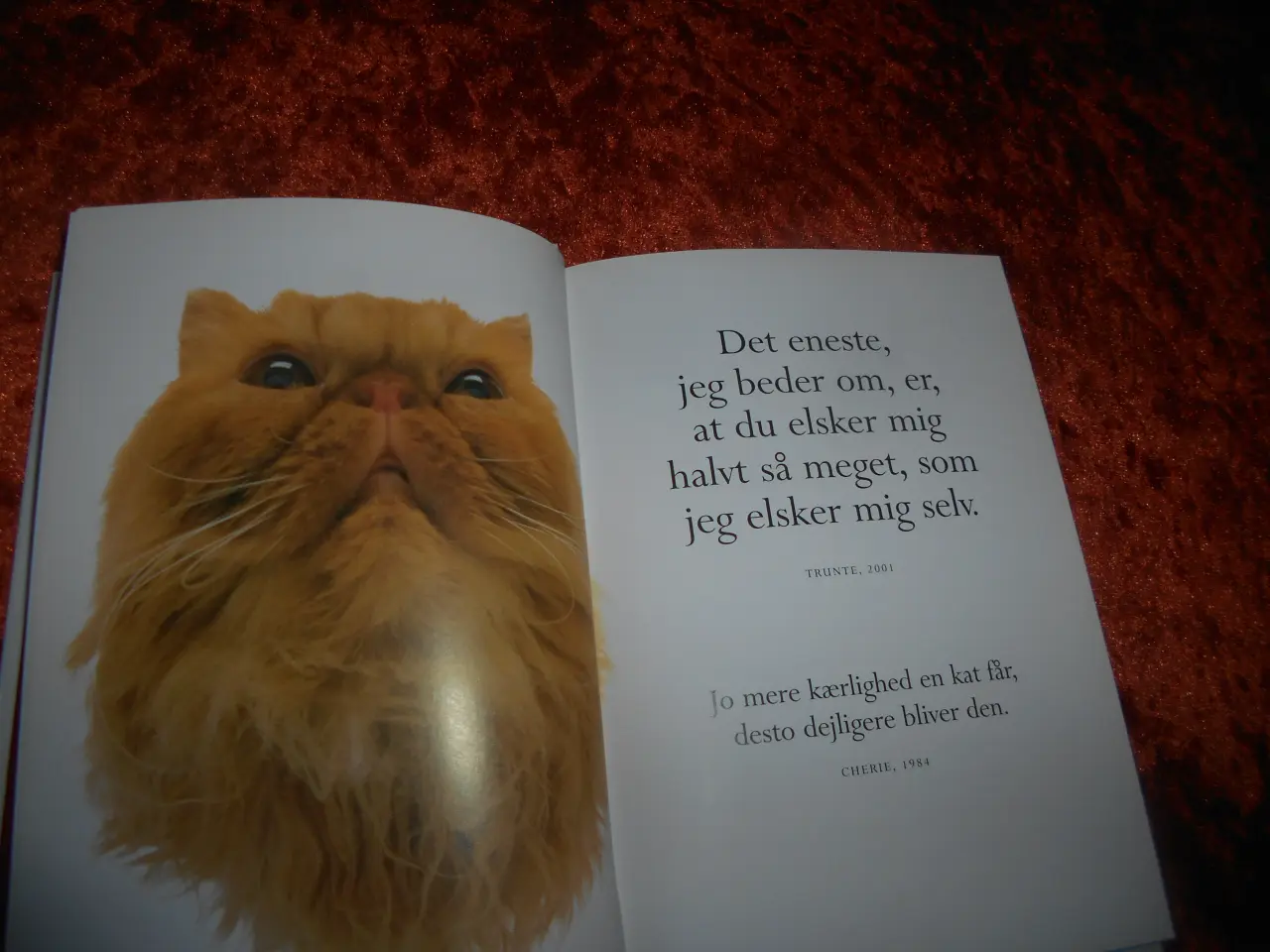 Billede 2 - Guddommelige katte, Stuart og Linda Macfarlane,