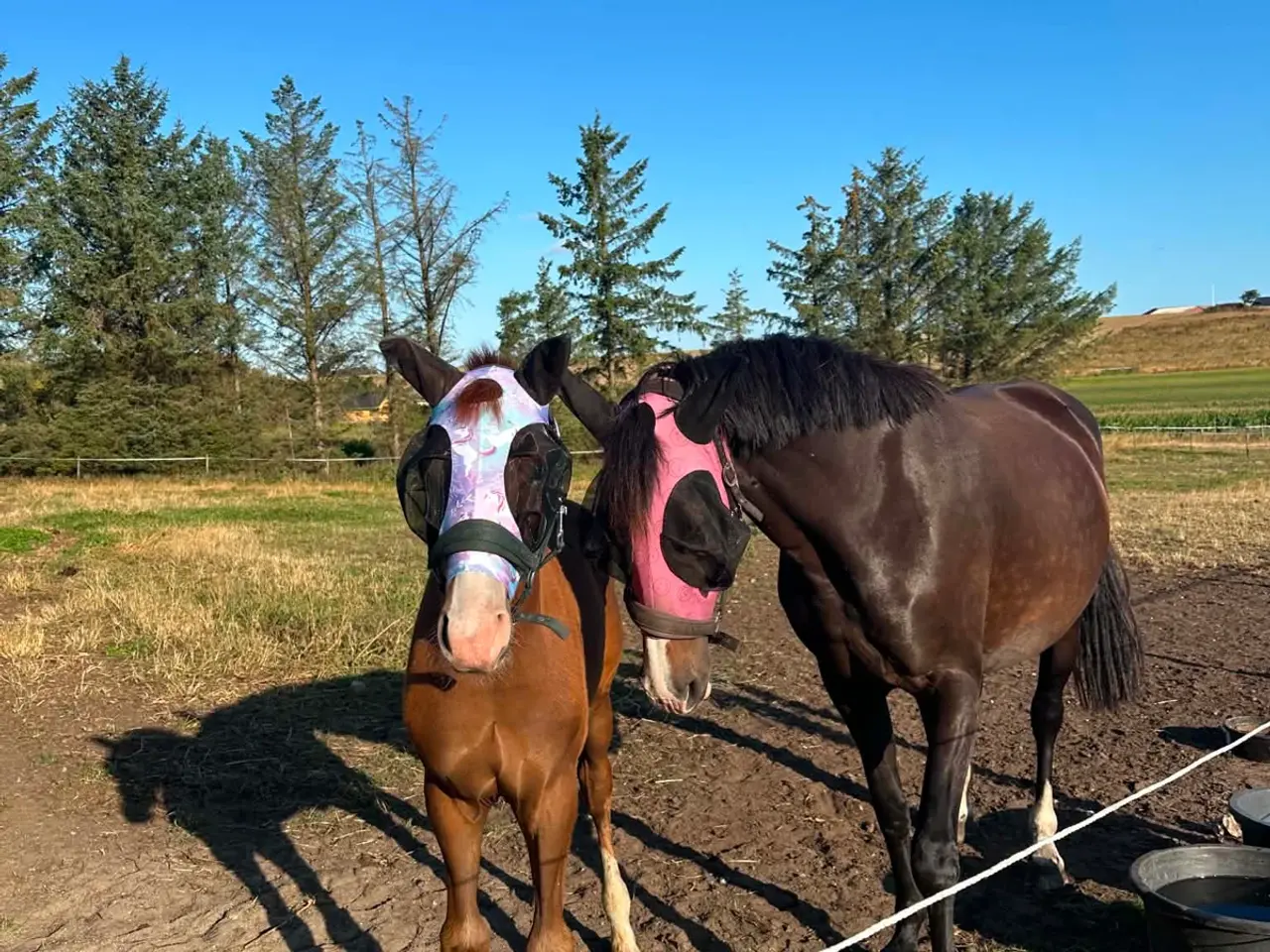 Billede 3 - Dansk varmblod hingst