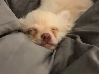 Lang håret chihuahua