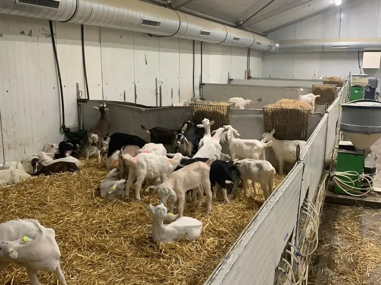 Billede 4 - Orte 130 KW kalorifere  til træpiller