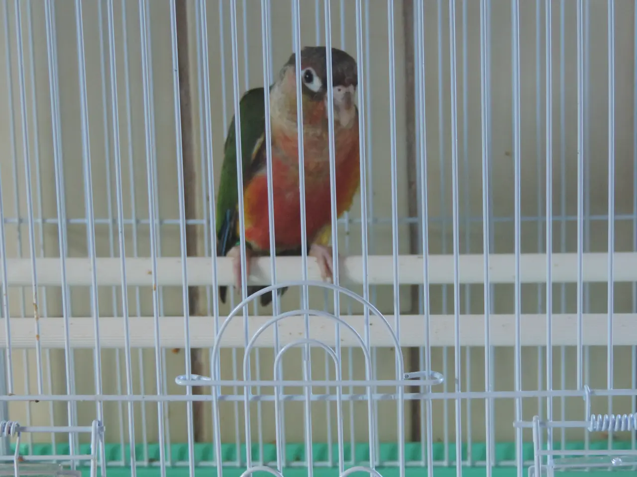 Billede 3 - Conure unge i mutation